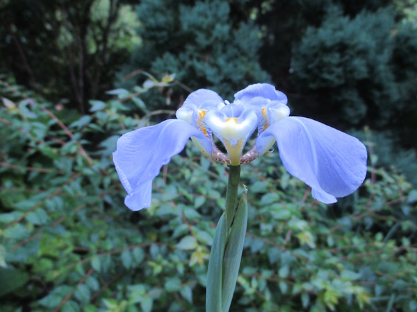 <i>Phalocallis cœlestis</i>